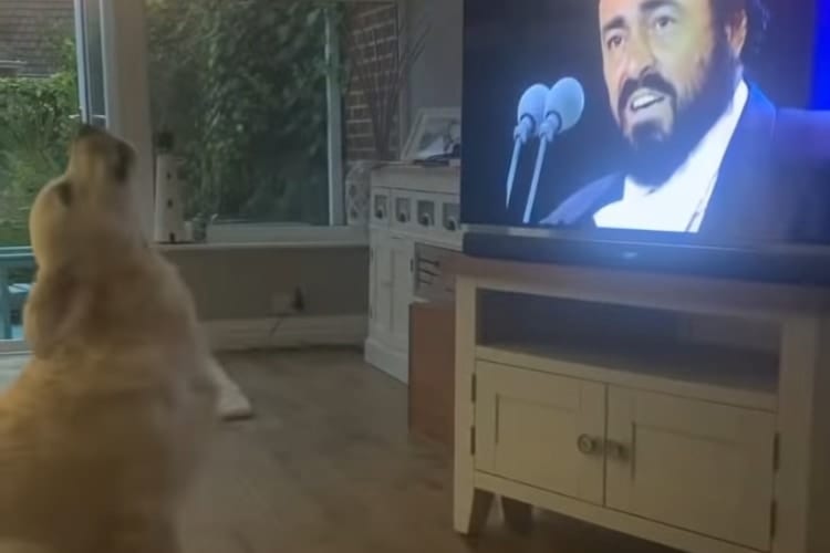 【動画】テレビの前でワォォォン♪オペラが大好きすぎて一緒に歌っちゃうワンコが可愛い！