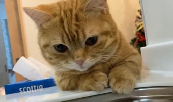 「ちゃんと洗えてるか見守るニャ」洗い物が楽しくなっちゃうカワイイ猫監督の存在が話題に!