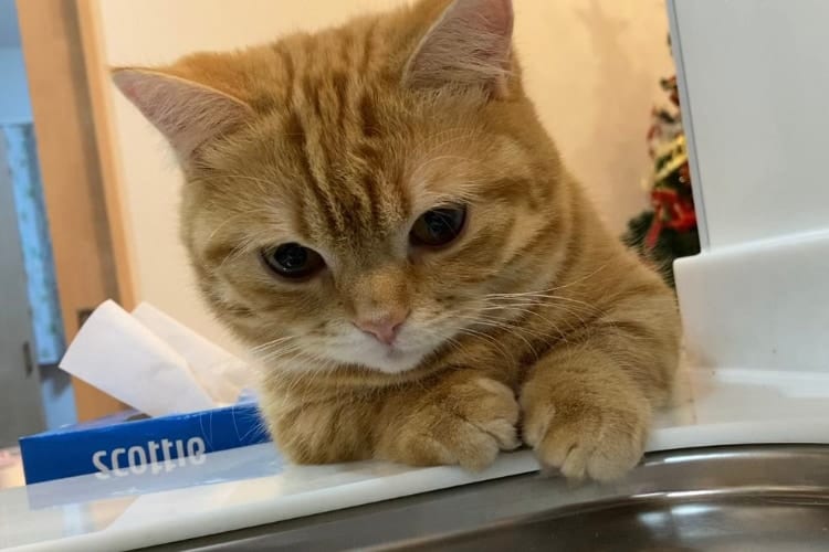 「ちゃんと洗えてるか見守るニャ」洗い物が楽しくなっちゃうカワイイ猫監督の存在が話題に！