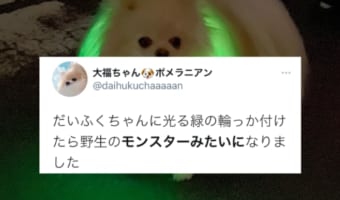 可愛いのにめっちゃ強そう！ポメラニアンに光る緑の輪っかを付けたら発光モンスターが爆誕！