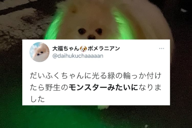 可愛いのにめっちゃ強そう！ポメラニアンに光る緑の輪っかを付けたら発光モンスターが爆誕！