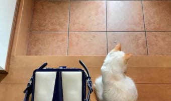 帰宅してすぐに遊びにいってしまった息子。帰りを待つニャンコの後ろ姿が切なくも愛おしい