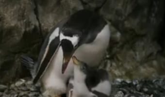 【朗報】オーストラリアの水族館で同性のペンギンカップルが2度目のヒナの孵化に成功!