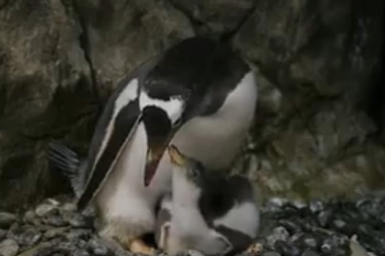 【朗報】オーストラリアの水族館で同性のペンギンカップルが2度目のヒナの孵化に成功！