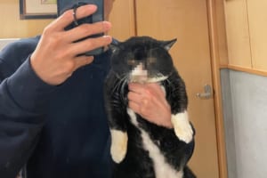 愛猫と素敵な写真を撮ろうと思ったらこれ。“しぶしぶ感”丸出しなニャンコの表情に笑った