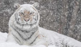 ホワイトタイガーかと思ったら、あれれっ!?旭山動物園で撮影された2枚の写真に反響