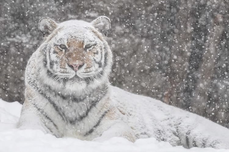 ホワイトタイガーかと思ったら、あれれっ！？旭山動物園で撮影された2枚の写真に反響