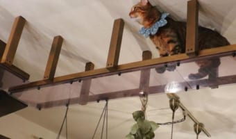 飼い主が愛猫たちのために行う自宅のDIYが凄すぎる！ニャンコ5きょうだいの面白可愛さも必見！