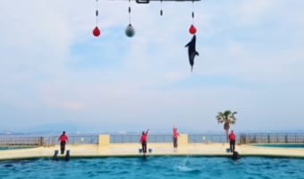 外出自粛でも楽しめる！福岡の水族館「マリンワールド海の中道」のイルカショー動画をご覧あれ！