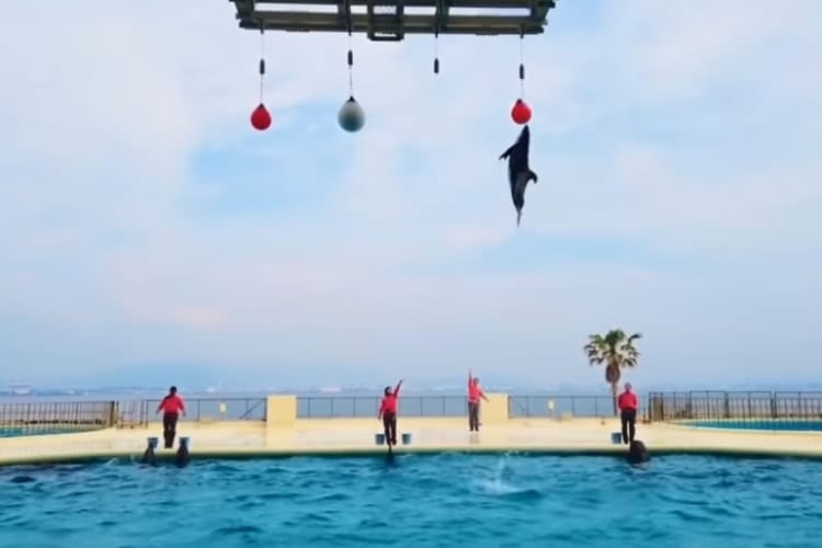 外出自粛でも楽しめる！福岡の水族館「マリンワールド海の中道」のイルカショー動画をご覧あれ！