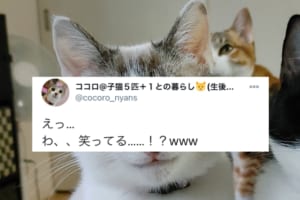 ニャンコ界に「微笑みの貴公子」現る！こんなに笑顔がイケメンな子は見たことない！