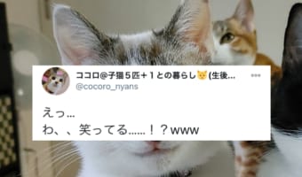 ニャンコ界に「微笑みの貴公子」現る!こんなに笑顔がイケメンな子は見たことない!