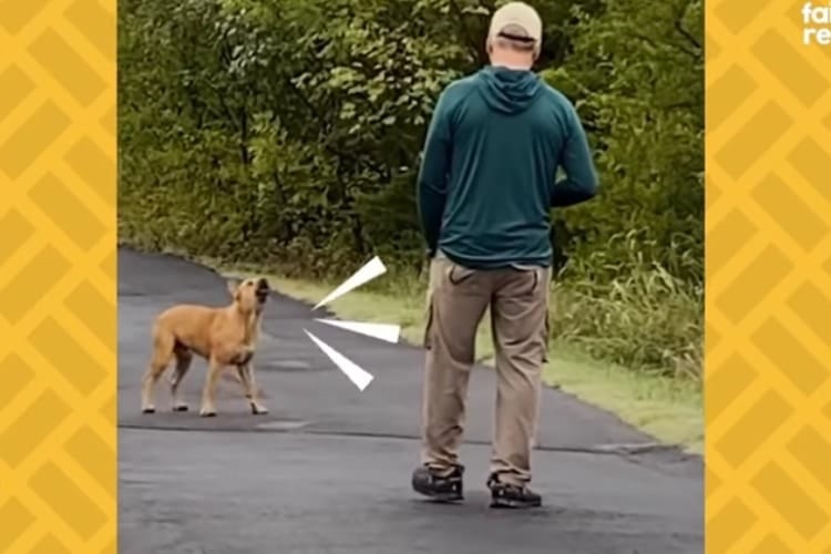 【動画】最初は近寄らせなかったのに･･･1年かけて野良犬を保護したカップルのストーリーが話題！