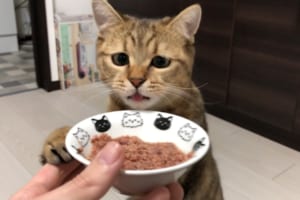 「やっと会えたニャ…！！」久しぶりの猫缶を心の底から感謝しながら食べるニャンコが話題に