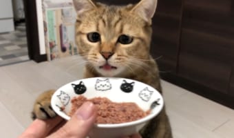「やっと会えたニャ…！！」久しぶりの猫缶を心の底から感謝しながら食べるニャンコが話題に