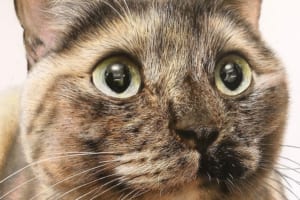 えっ、これ写真じゃないの！？色鉛筆で描かれたニャンコの絵のクオリティが凄すぎると話題に