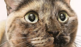 えっ、これ写真じゃないの！？色鉛筆で描かれたニャンコの絵のクオリティが凄すぎると話題に