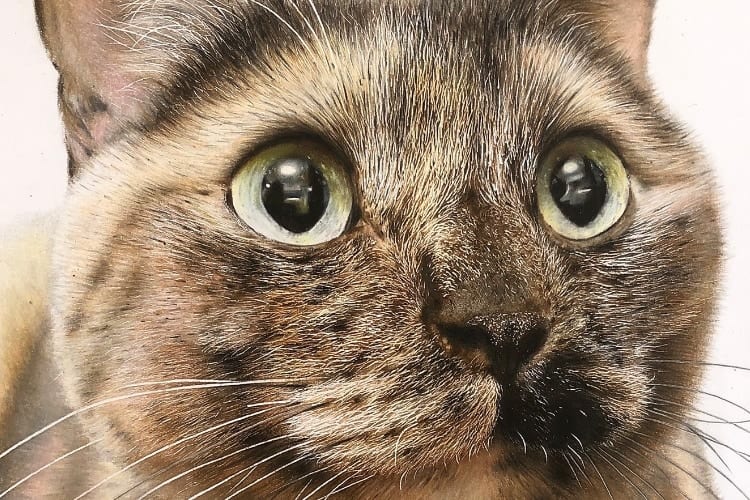 えっ、これ写真じゃないの！？色鉛筆で描かれたニャンコの絵のクオリティが凄すぎると話題に