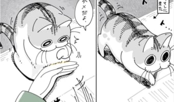 【漫画】邪魔されるのを阻止したいのに‥猫様の気分に翻弄される飼い主に“あるある”の声