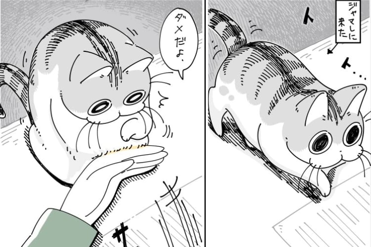 【漫画】邪魔されるのを阻止したいのに‥猫様の気分に翻弄される飼い主に“あるある”の声