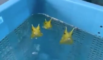 「エサちょうだいよ~!」って訴えてる?三匹揃ってプクプク水吹きするコンゴウフグにほっこり