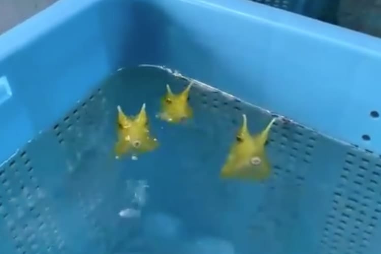 「エサちょうだいよ～！」って訴えてる？三匹揃ってプクプク水吹きするコンゴウフグにほっこり