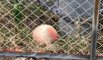 こんな所にあのヒーローの顔が!付近で戦いが行われたことが推測できる痕跡を目撃!