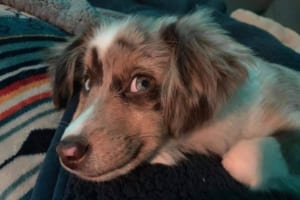 ワンコたちのカワイイ笑顔が集結！話題のハッシュタグ#SmilingDogChallengeの投稿に癒される♪