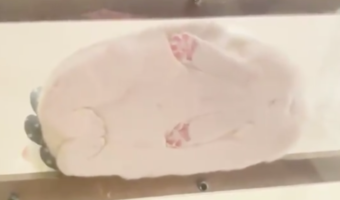 猫は餅だったのか!?5秒でぷくーーっと膨らむニャンコを最高のアングルから捉えた動画が激カワ