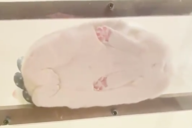 猫は餅だったのか！？5秒でぷくーーっと膨らむニャンコを最高のアングルから捉えた動画が激カワ