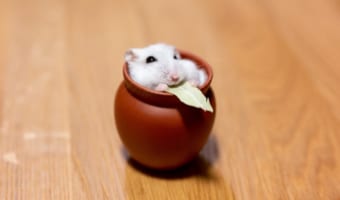 「はぁ〜たまんないや♪」壺の中で幸せを感じてるハムスターが可愛すぎると話題に！