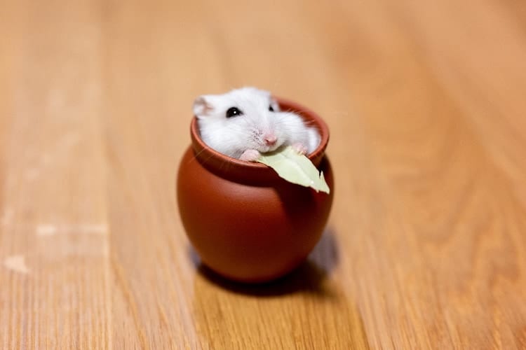 「はぁ〜たまんないや♪」壺の中で幸せを感じてるハムスターが可愛すぎると話題に！