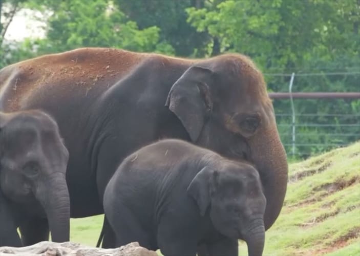 ゾウの赤ちゃんのエコー映像に感動！体のパーツが驚くほどはっきりと確認できる！