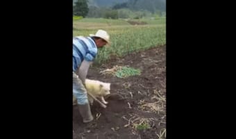 砂風呂かよ(笑) 土に覆われるのが大好きなワンコ。顔だけをちょこんと出す姿が可愛すぎる!