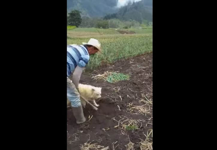 砂風呂かよ(笑) 土に覆われるのが大好きなワンコ。顔だけをちょこんと出す姿が可愛すぎる！