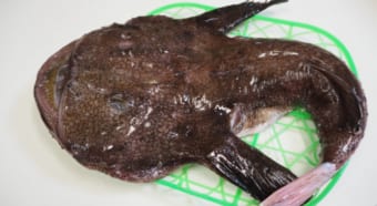 大きい口をした「アンコウ」、その名前の由来は何？江戸時代から珍味とされていた！？