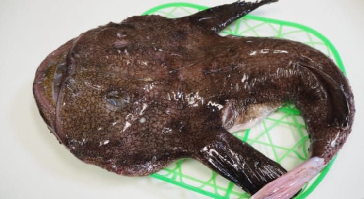 大きい口をした「アンコウ」、その名前の由来は何？江戸時代から珍味とされていた！？