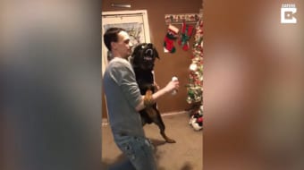 爪の手入れが嫌すぎるワンコの表情が凄い。嫌すぎるけど頑張って我慢！