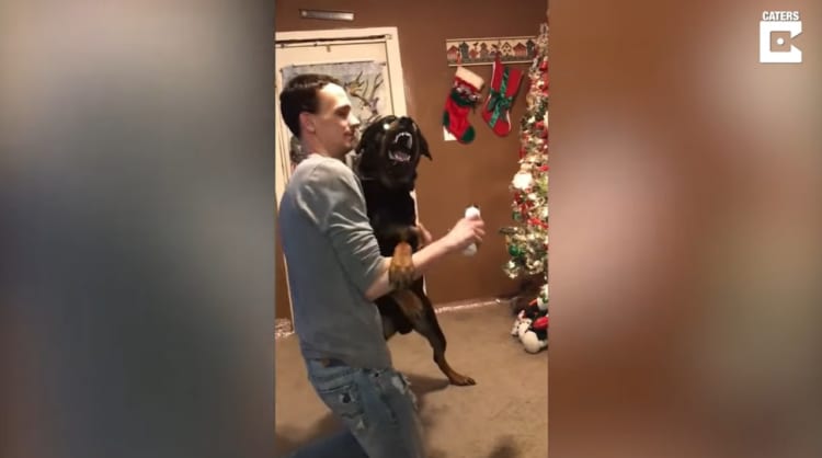 爪の手入れが嫌すぎるワンコの表情が凄い。嫌すぎるけど頑張って我慢！