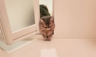お風呂を覗きに来たのに挟まって寝ちゃった猫が可愛い!色んな場所に挟まる猫をご紹介