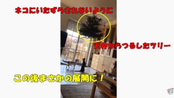 ウソでしょ！？猫対策でツリーを吊るしたのに...結果が衝撃的！