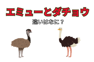 大きな体をした鳥の「エミュー」と「ダチョウ」、その違いとは