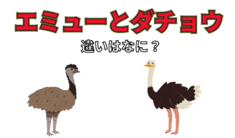 大きな体をした鳥の「エミュー」と「ダチョウ」、その違いとは