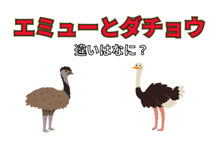 大きな体をした鳥の「エミュー」と「ダチョウ」、その違いとは