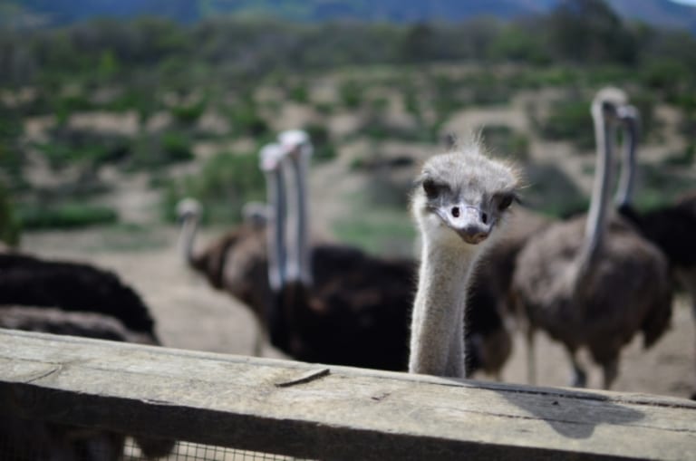 大きな鳥のエミューとダチョウ、その違いは何？ FUNDO