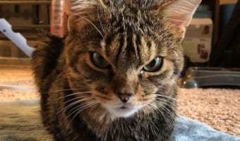 怒ってないんだけど怒り顔のニャンコ!怒り顔だけど甘えん坊のギャップ猫がカワイイ♪