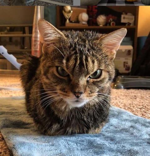 怒ってないんだけど怒り顔のニャンコ！怒り顔だけど甘えん坊のギャップ猫がカワイイ♪