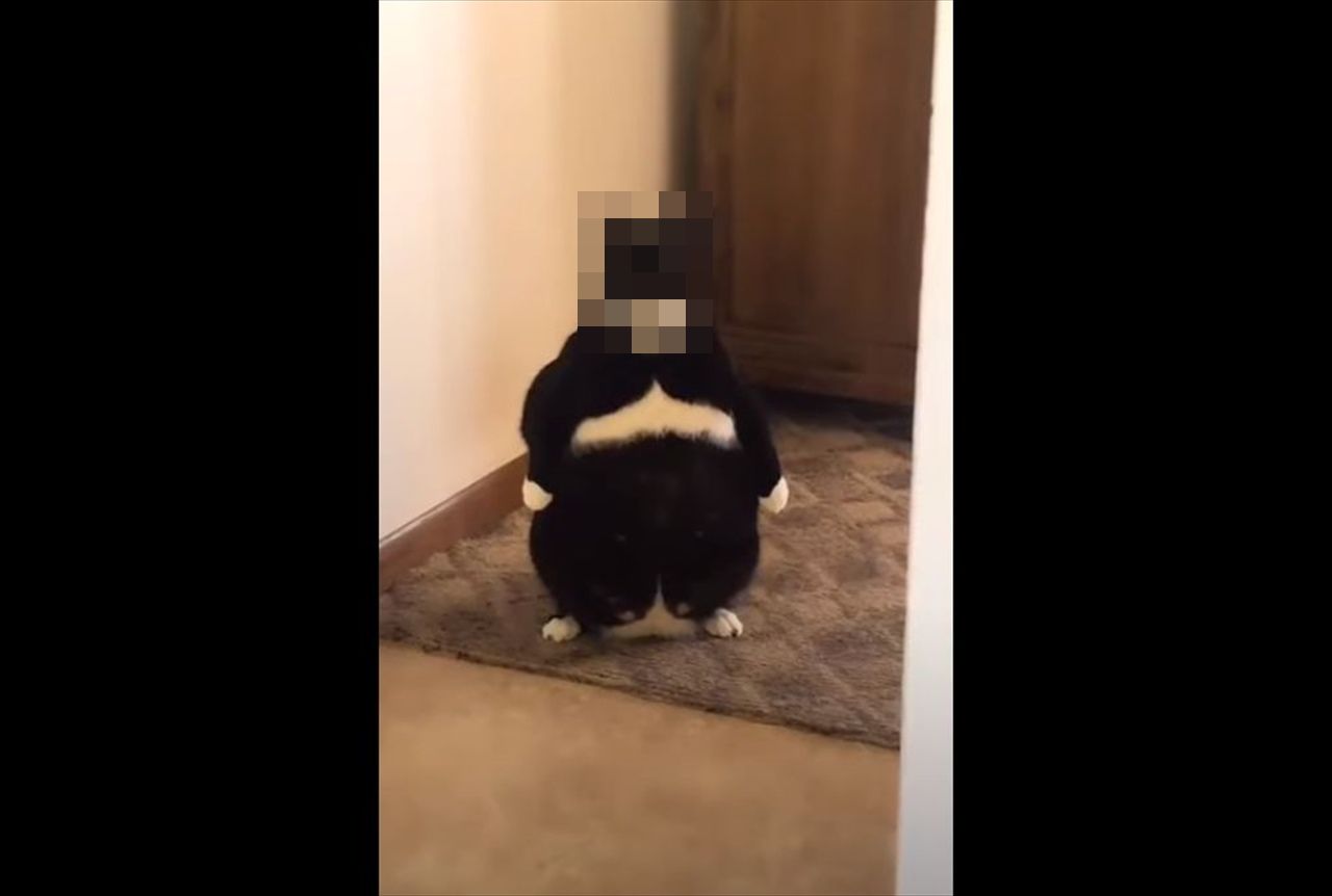 小さくてぽっちゃりした執事が指示を待っているよう・・・(笑) 立ち姿が妙に人間っぽい猫が話題に!