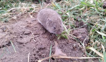 小さくかわいい「ハタネズミ」は害獣?それとも希少生物?