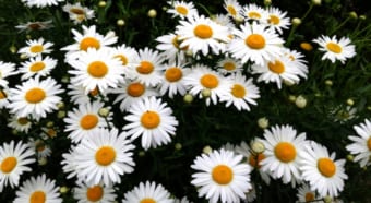 デイジーとも呼ばれる「ヒナギク」の花言葉は？その名前の由来は？？